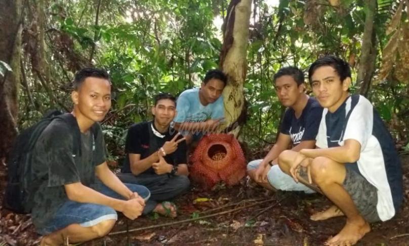 Komunitas Pemuda Lubuk Sandi saat menemukan Bunga Raflesia Mekar