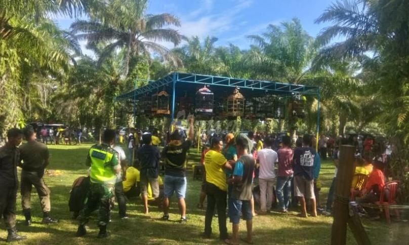 Lomba Kicau Mania.