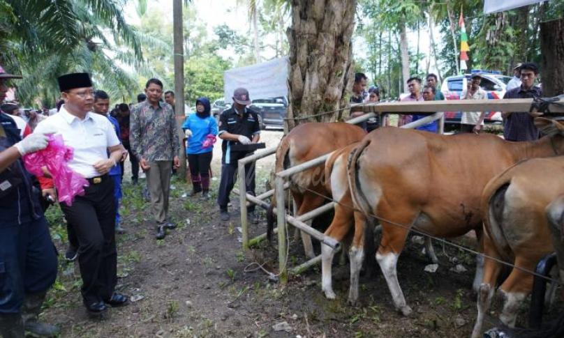Dr. H. Rohidin Mersyah hadiri Pelayanan Kesehatan Hewan Untuk Ternak Masyarakat di Desa Padang Gading Kec. Sungai Rumbai Kab. Mukomuko, Minggu (23/2).