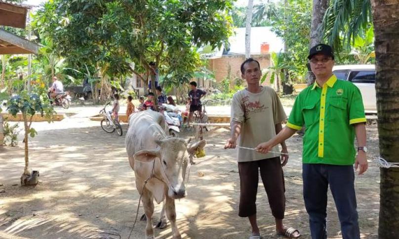 Peternakan sapi yang dimotori oleh Benny Suharto