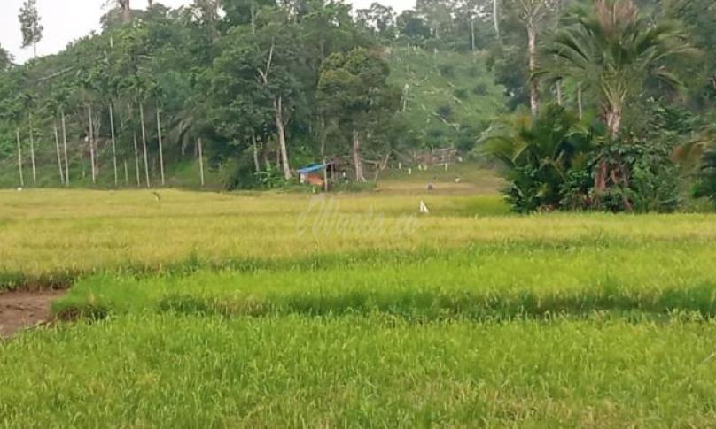 Areal persawahan di Seluma