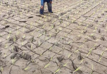 Petani padi melihat sawahnya yang mulai mengering