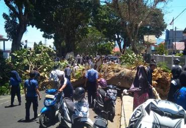 Proses evakuasi pohon tumbang