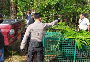  Beruang Madu Masuk Kerangkeng