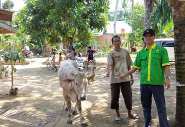 Peternakan sapi yang dimotori oleh Benny Suharto