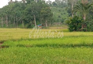 Areal persawahan di Seluma