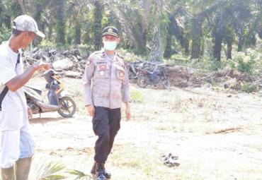 Polsek Teramang Jaya Selidiki Kasus Pengrusakkan Tanaman Sawit PT. MMAS