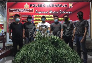 Polsek Seluma Temukan Ladang Ganja Luas 2 Ha di Tengah Kebun Kopi