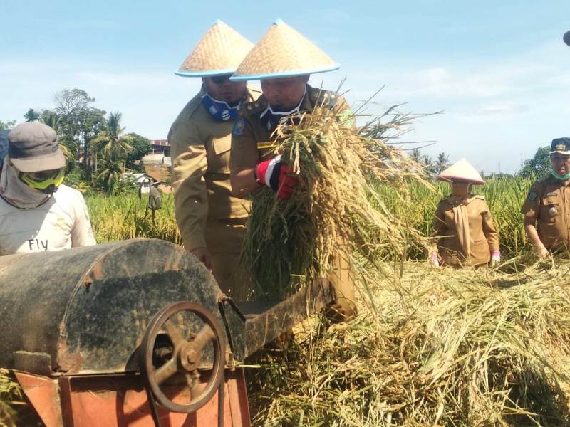 Panen Raya Bersama Petani Panorama