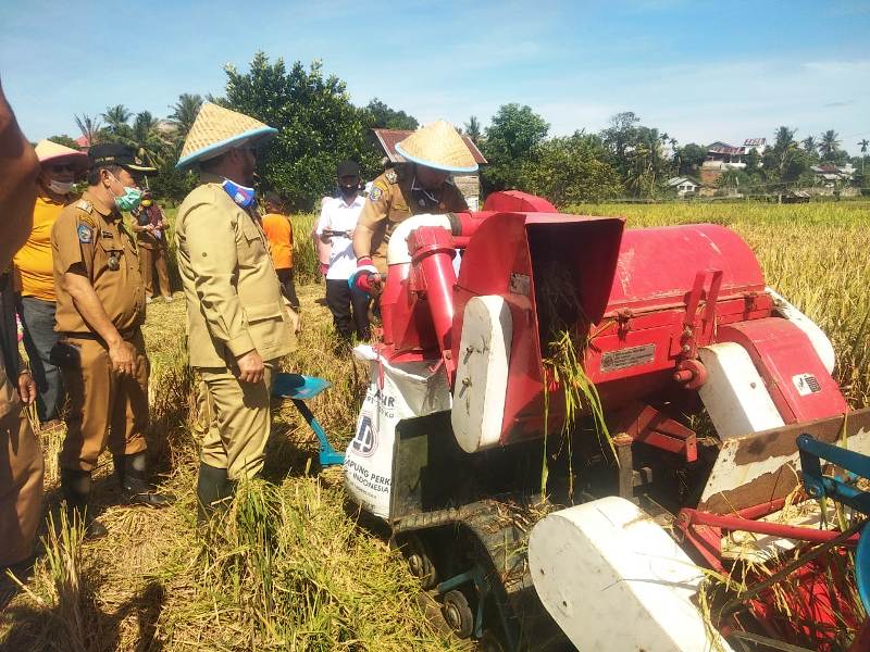 Panen Raya Bersama Petani Panorama