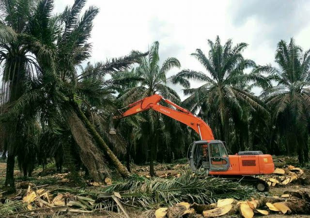 Replanting Sawit 