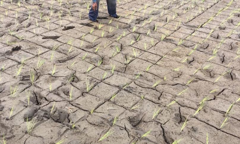 Petani padi melihat sawahnya yang mulai mengering