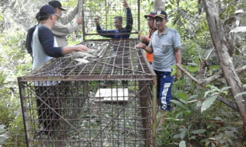 Pemasangan jebakan kerangkeng besi, Rabu sore kemaren