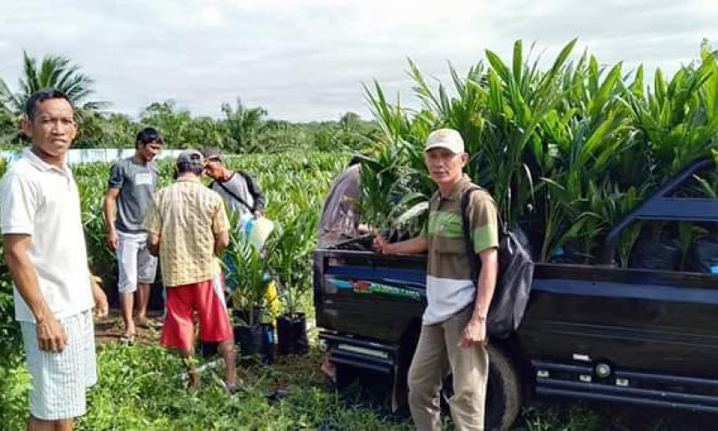 Pendistribusian kelapa sawit untuk petani