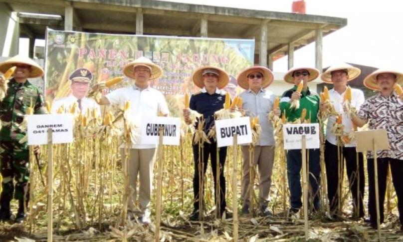 Panen raya jagung di Bengkulu Selatan