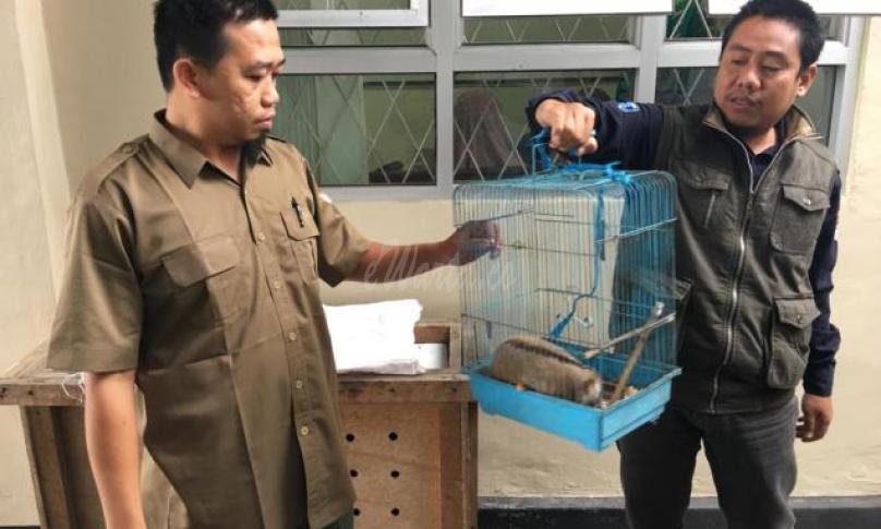 Kukang terluka dalam perawatan BKSDA Rejang Lebong