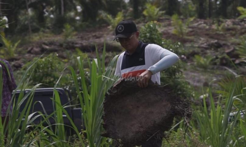 Tanpa canggung, Bupati Bengkulu Selatan (Gusnan Mulyadi) turun langsung ke area perkebunan untuk belajar replanting kelapa sawit
