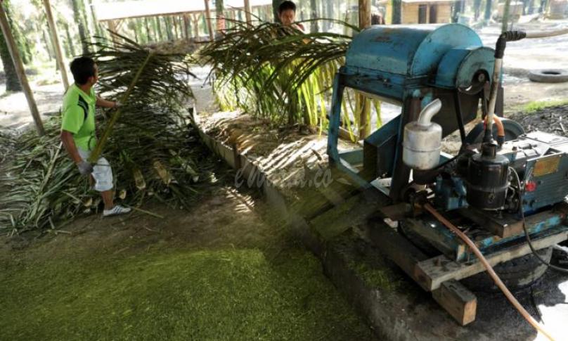 Pengembangan pupuk organik mampu tekan angka pengangguran di Desa Dataran Kempas Kecamatan Tebing Tinggi, Jambi