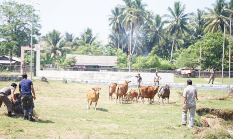 Petugas saat mengejar dan menggiring ternak milik warga yang selama ini sudah meresahkan  Petugas saat mengejar dan menggiring ternak milik warga yang selama ini sudah meresahkan