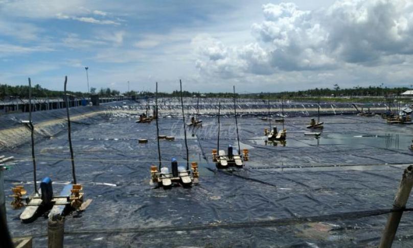 Perusahaan tambak udang di desa Genting Juar Kecamatan SAM, masih terus beroperasi meski belum memiliki izin lengkap