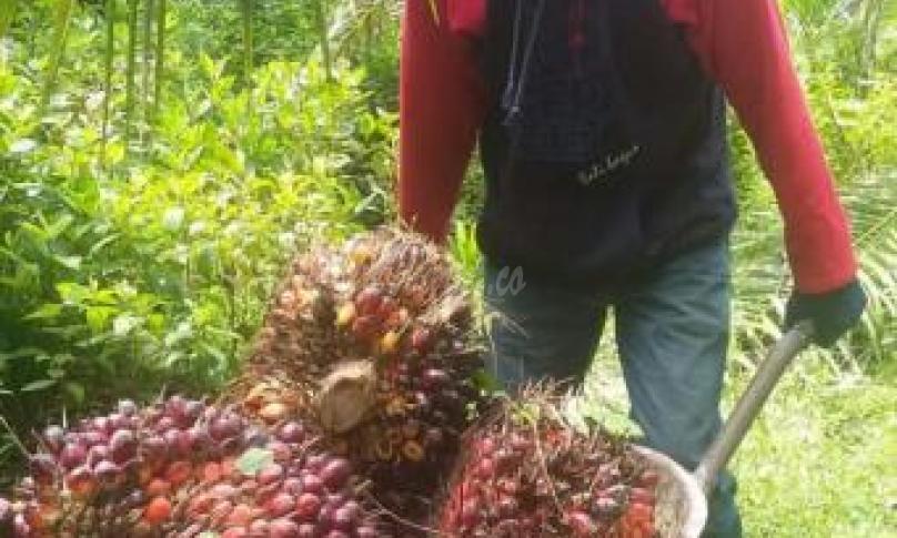 Petani kelapa sawit di Luwu Utara keluhkan rendahnya harga TBS 