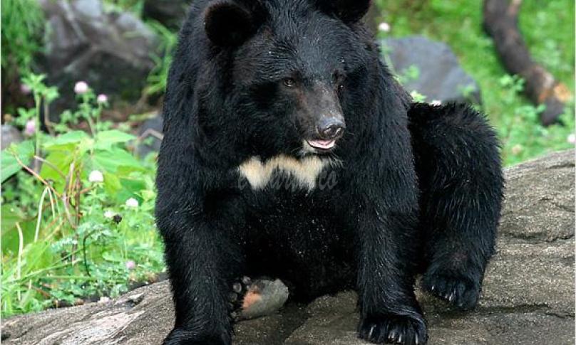 Beruang madu hebohkan dan teror warga Suka Datang, Foto: Wikipedia