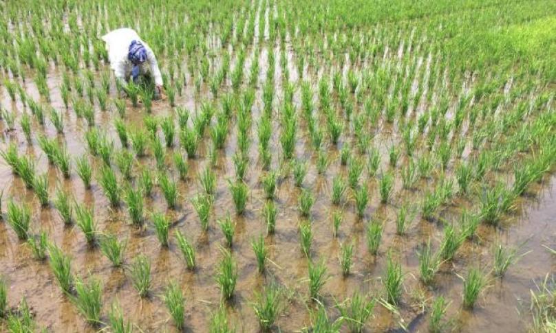 Salah satu sawah miliki petani di Curup, Bengkulu