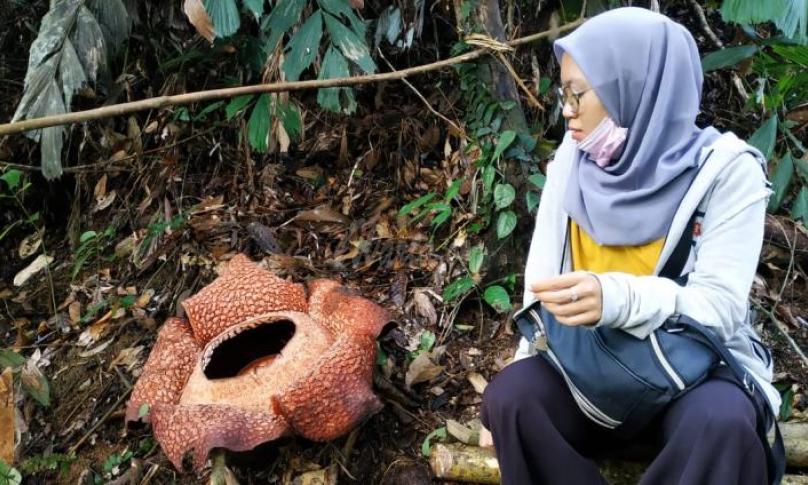 Bunga Raflesia Arnoldi, Satu kebanggaan dan Ikon Provinsi Bengkulu