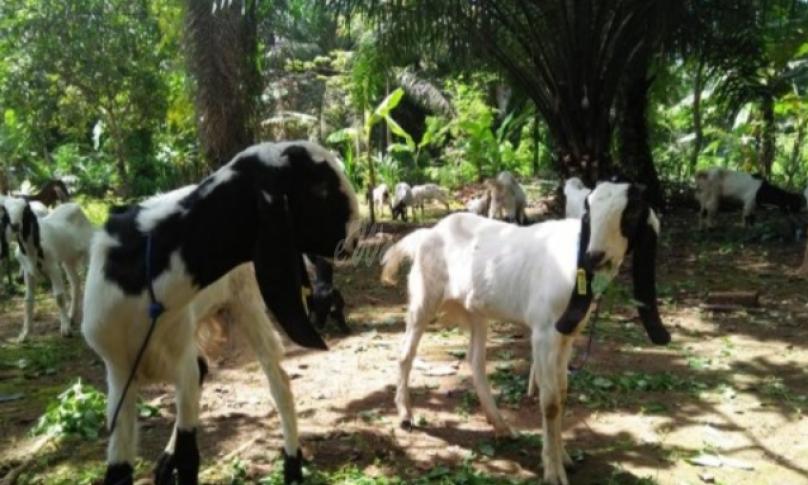 Jenis kambing jawa diharapkan bisa membantu kelompok tani dalam meningkatkan kesejahteraan petani