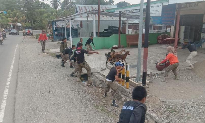 Petugas berkejaran dengan hewan ternak milik warga yang dilepas liarkan