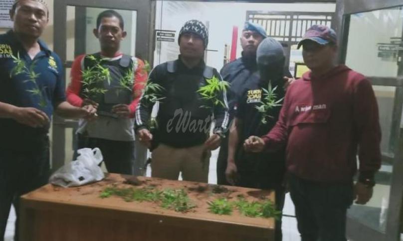 Polsek Bermani Ulu temukan ladang ganja di Kebun kopi Dusun IV Bermani Ulu. Sabtu (04/1/2020).
