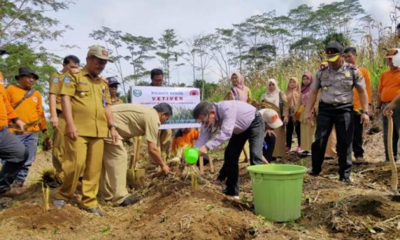 Penanaman rumput vetiver 