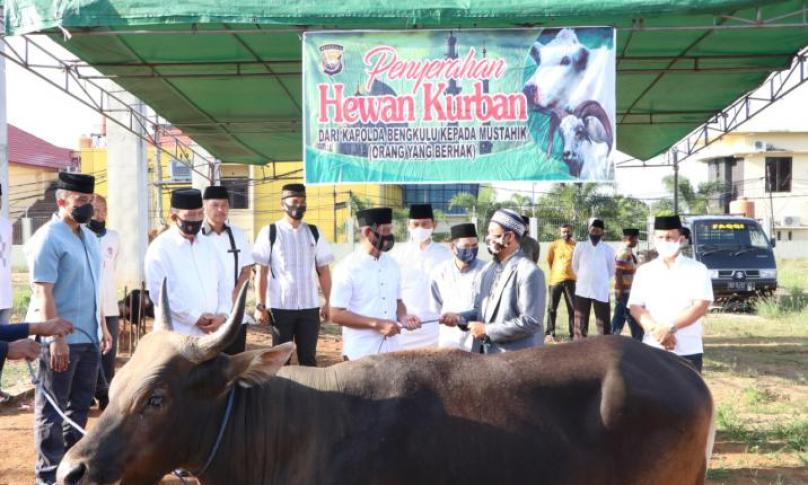 Sapi kurban Polda Bengkulu