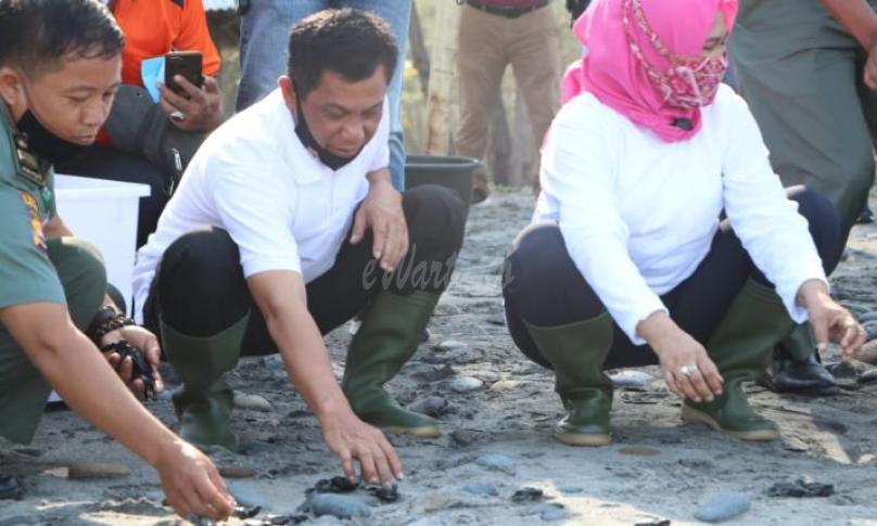 Pelepasan tukik