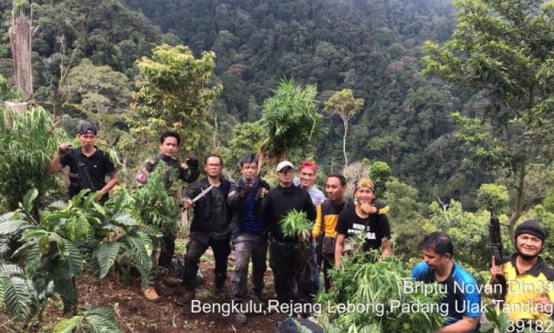 Penemuan ladang ganja oleh Polda Bengkulu