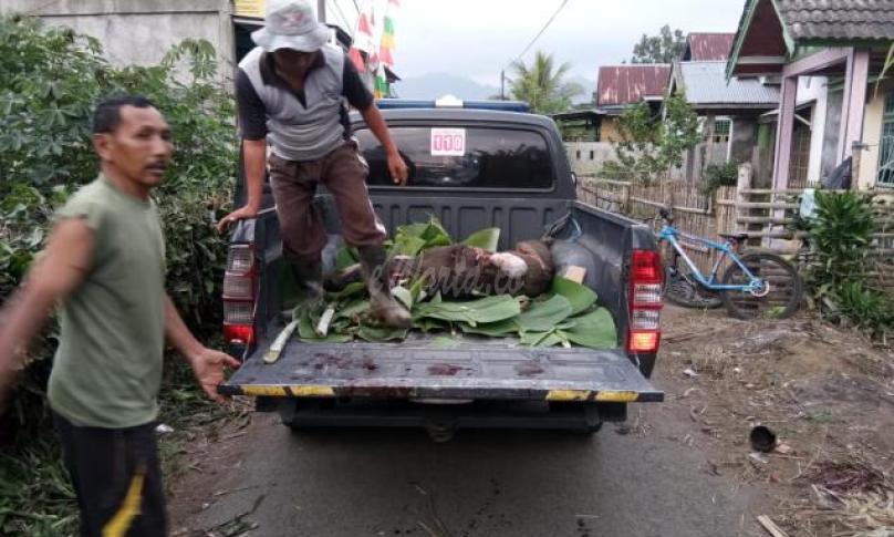 Babi hutan diangkut ke truck
