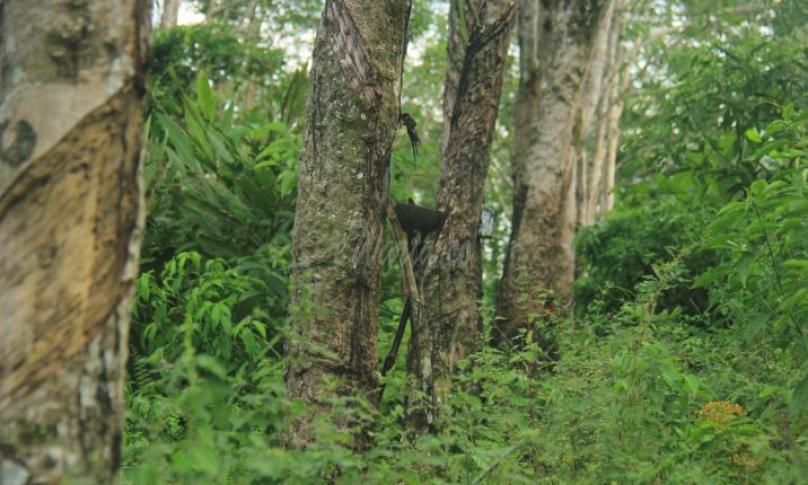 Perkebunan karet di Bengkulu