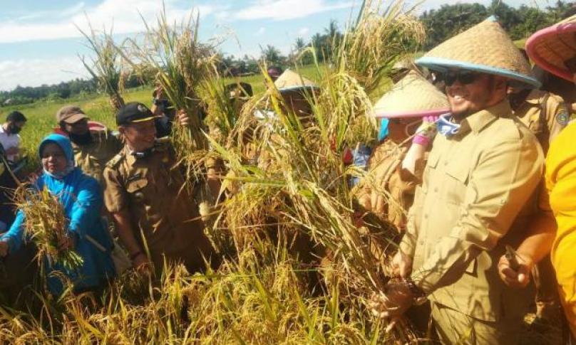 Panen Raya Bersama Petani Panorama