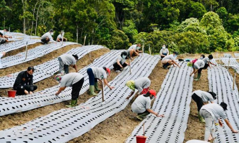Kawasan Lumbung Pangan Baru di Sumatera Utara