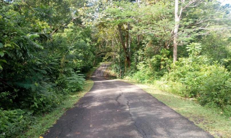 Pembangunan Jalan Lintas TNKS Bengkulu - Jambi Dipastikan Batal