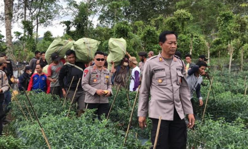 Nekat Tanam Ganja 400 Batang, Oknum Guru di Rejang Lebong Diringkus