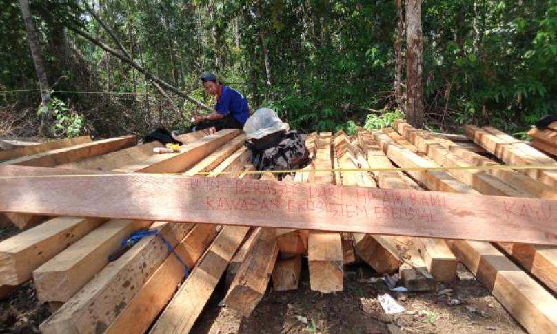 FKGI Desak Penegak Hukum Ungkap Pembalakan Terstruktur Habitat Gajah di Bengkulu