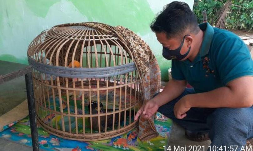 Hewan jenis elang yang diamankan polisi