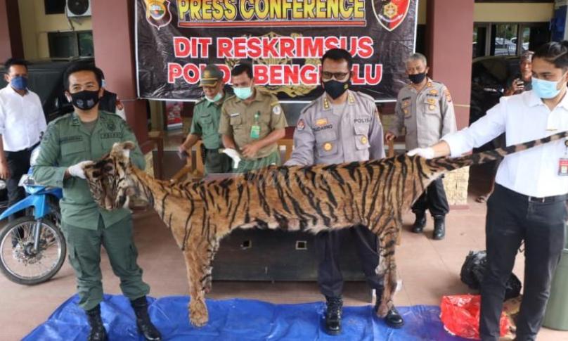 Polisi Ungkap Perdagangan Kulit dan Organ Tubuh Harimau Sumatra di Bengkulu Tengah