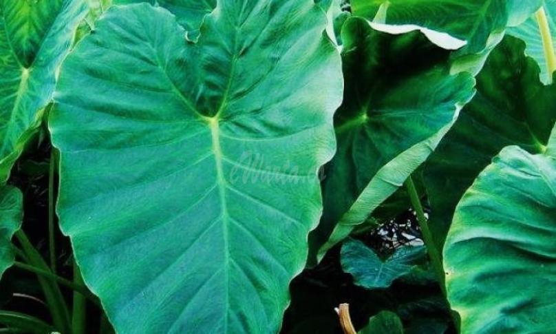 Daun Talas