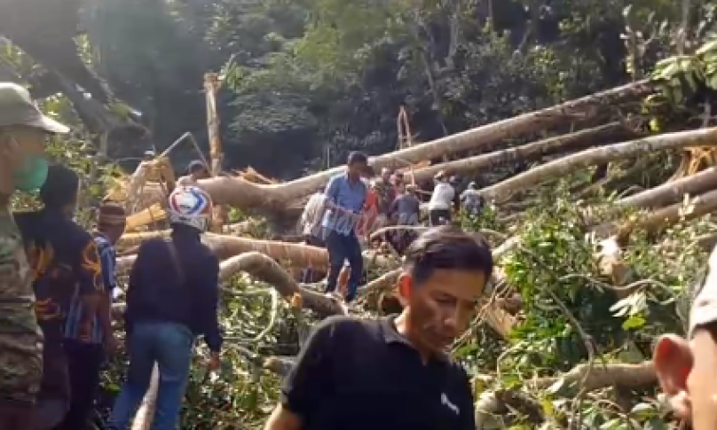 Pohon tumbang di Liku Sembilan