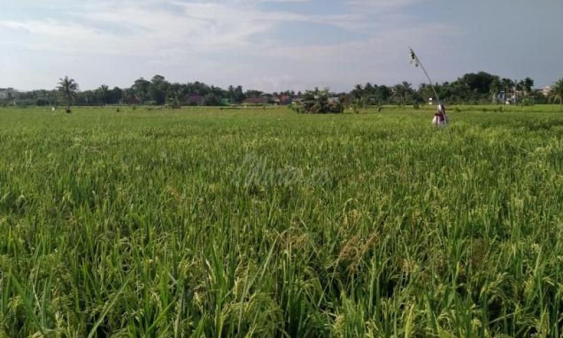 Daya Beli petani Bengkulu Alami Penurunan