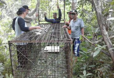 Pemasangan jebakan kerangkeng besi, Rabu sore kemaren