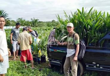 Pendistribusian kelapa sawit untuk petani
