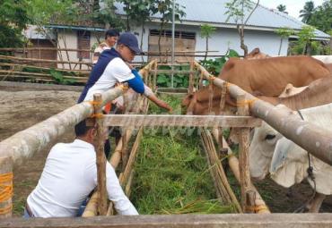 Peternakan Sapi Mitra Mandiri